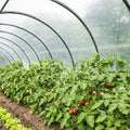 TECPLAST Bâche Serre 3x9 m 150SE - Film plastique transparent pour serre de jardin - Haute Qualité - Made in France(1)
